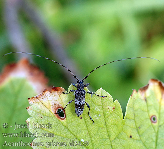 Acanthocinus griseus Braunbindiger Zimmerbock Pikkujaakko Tycz szary Усач серый