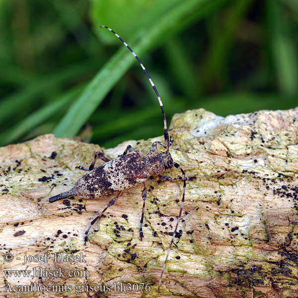 Acanthocinus griseus Braunbindiger Zimmerbock Pikkujaakko Tycz szary Усач серый