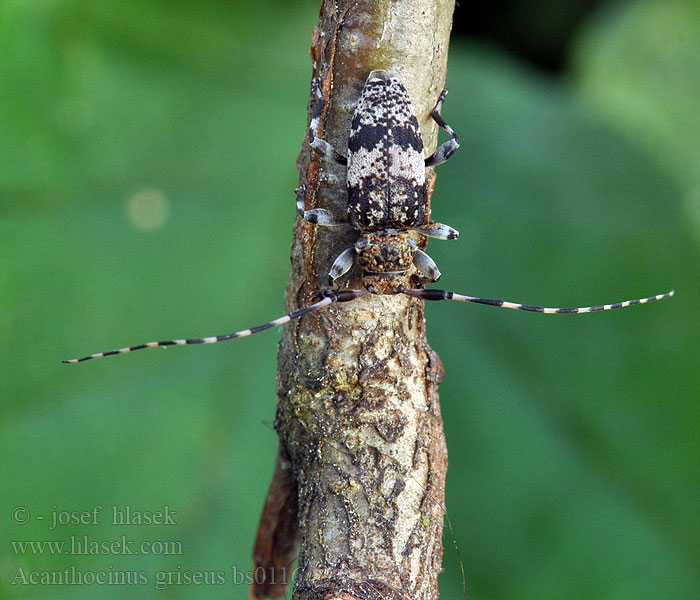 Acanthocinus griseus