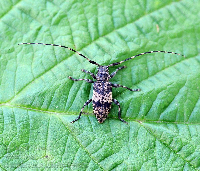 Pikkujaakko Acanthocinus griseus