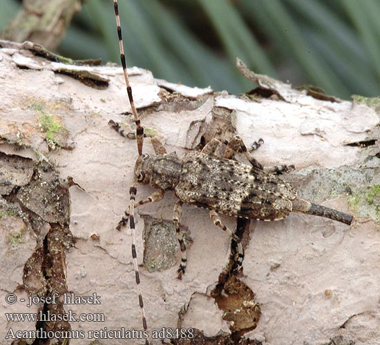 Acanthocinus reticulatus ad8488