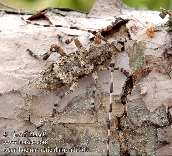 Acanthocinus reticulatus ad8509