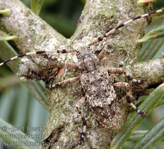 Acanthocinus reticulatus ad8523