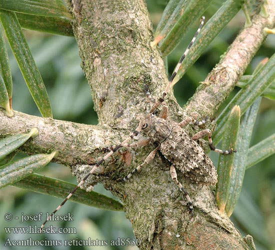 Acanthocinus reticulatus ad8530