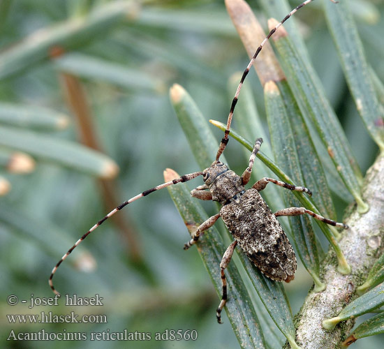 Acanthocinus reticulatus ad8560