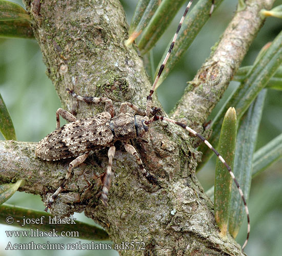 Acanthocinus reticulatus ad8572