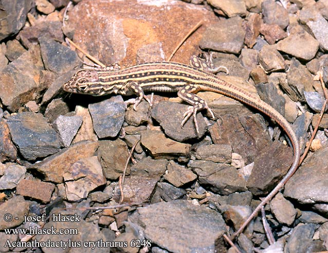 Acanthodactylus erythrurus DE: Europäische Fransenfinger ES: Lagartija colirroja CZ: paještěrka červenavá