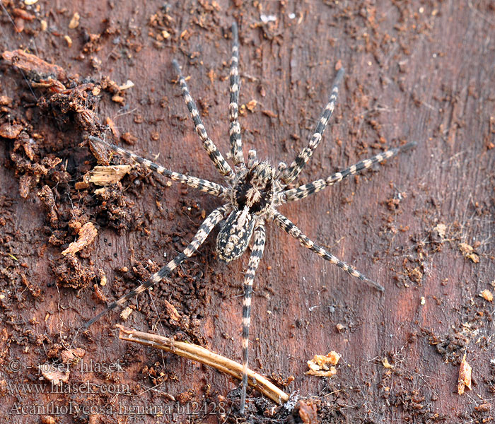 Acantholycosa lignaria Slíďák dřevomilný