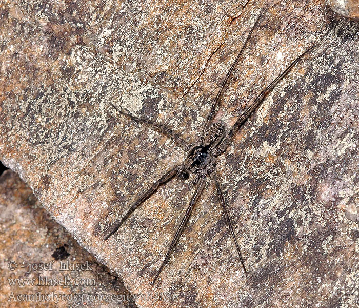 Acantholycosa norvegica Slíďák ostnonohý Blockvargspindel