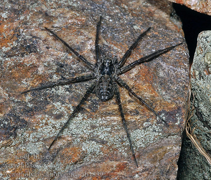 Acantholycosa norvegica Blockvargspindel