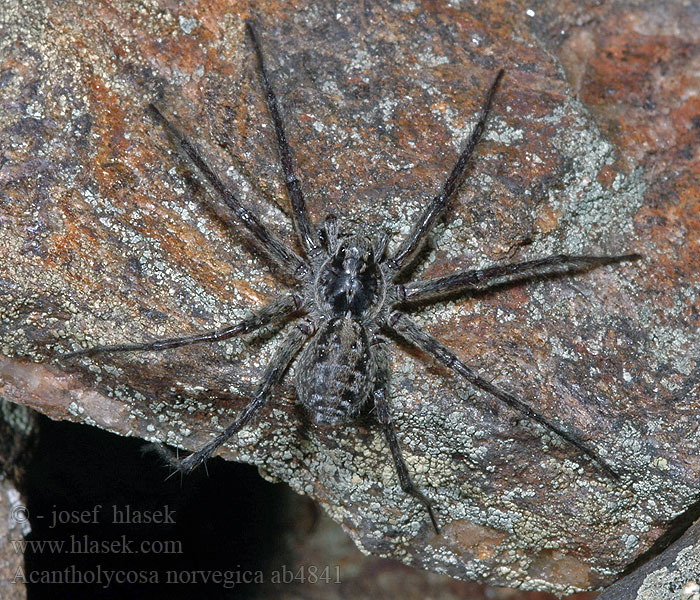 Blockvargspindel Acantholycosa norvegica