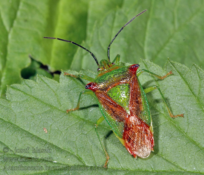 Acanthosoma haemorhoidale Kněz velký Wipfel-Stachelwanze Puklica rudnica