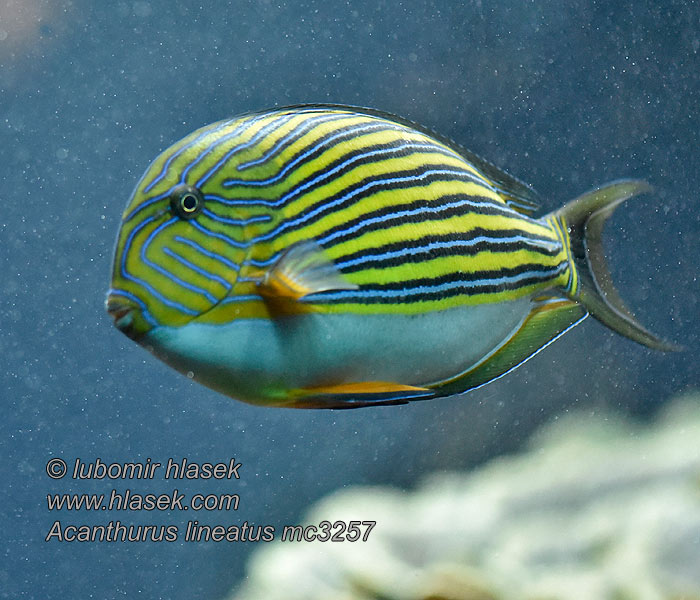 Acanthurus lineatus Lined surgeonfish Bodlok proužkovaný Blaustreifen-Doktorfisch