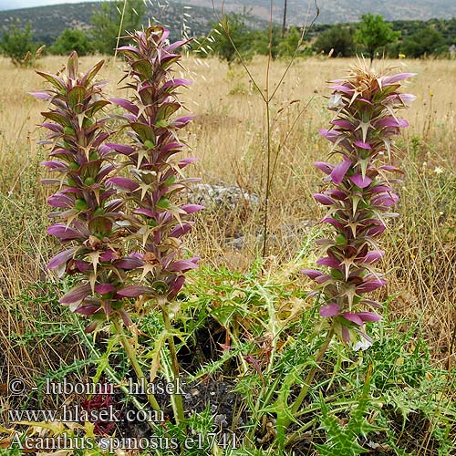 Acanthus spinosus Spiny Bear's Breeches Spine Acanthus