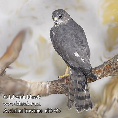 Accipiter brevipes eb3785