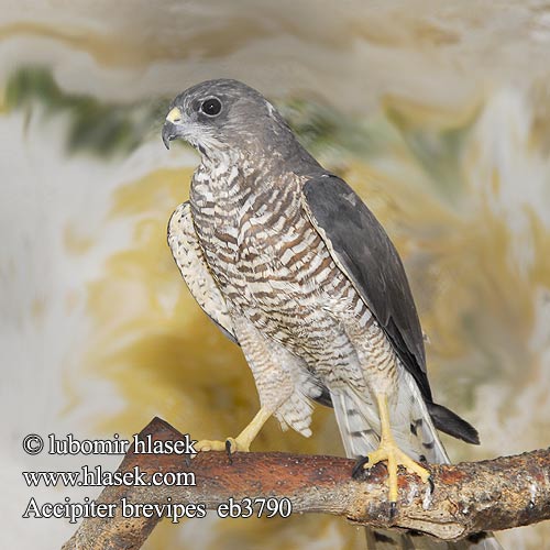 Accipiter brevipes Levant Sparrowhawk Balkansperwer Krahujec krátkoprstý Gavilán griego Kurzfangsperber Късопръст ястреб Kortløbet Spurvehøg Mallongkrura akcipitro Sirovarpushaukka Épervier pieds courts Kis héja Sparviere levantino Balkanhauk Krogulec krótkonogi Gavião-de-pé-curto Kratkonogi skobec Balkanhök Jastrab krátkoprstý Kratkoprsti kobac Европейский тювик レバントハイタカ Σαϊνι Яструб-тювик Yoz Atmaca נץ קצר- אצבעות