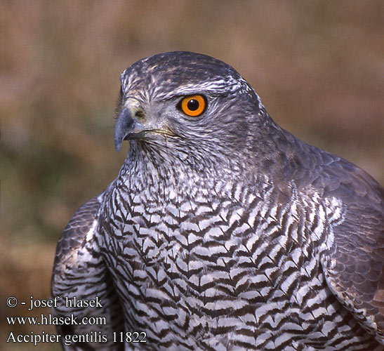 Accipiter gentilis Goshawk Habicht Autour palombes Azor Común