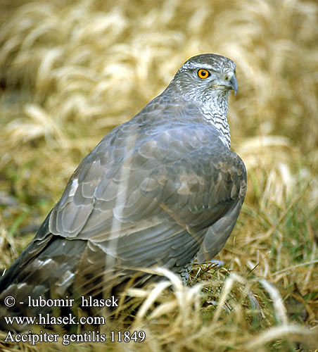 Accipiter gentilis 11849