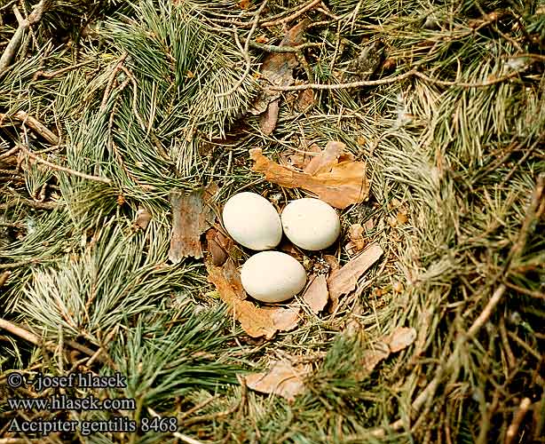 Accipiter gentilis 8468