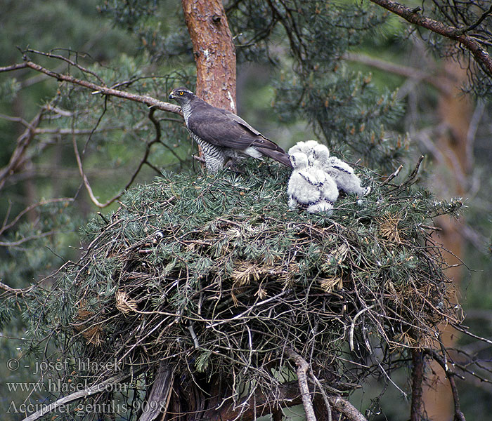 Accipiter gentilis Jestřáb lesní