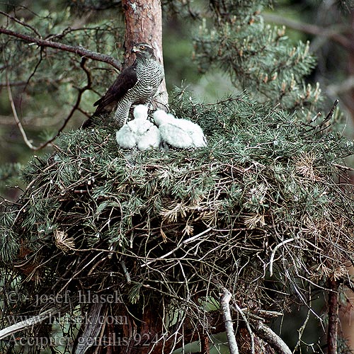 Accipiter gentilis 9247