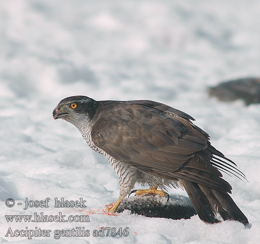 Accipiter gentilis ad7846