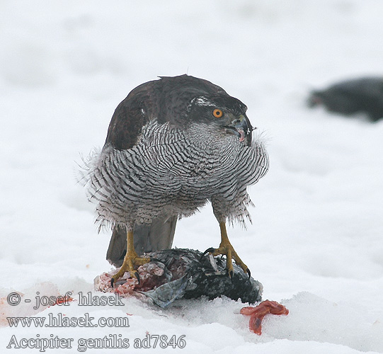 Goshawk Habicht Autour palombes Azor Común Jestřáb lesní