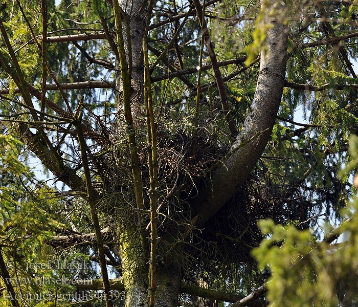 Nest Accipiter gentilis Goshawk Habicht Autour palombes Azor Común Jestřáb lesní