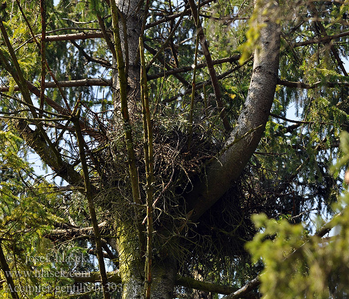 Accipiter_gentilis_br3932