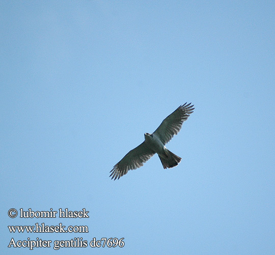 Accipiter gentilis dc7696