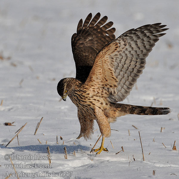 Accipiter gentilis hc6347