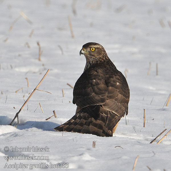 Accipiter gentilis hc6353