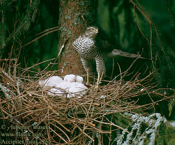 Accipiter nisus Sparrowhawk Sperber Epervier d'Europe Gavilán Común