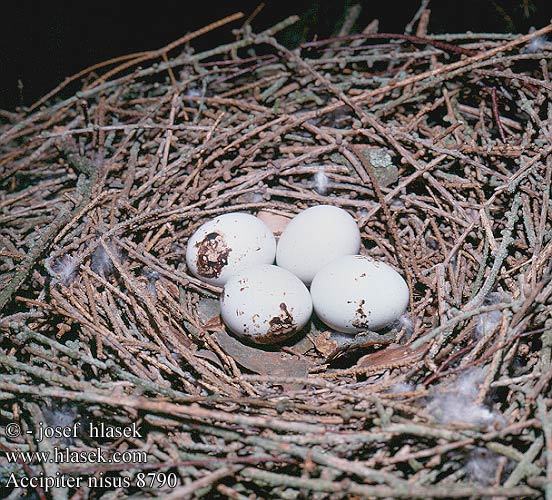 birds eggs nests Accipiter nisus Sparrowhawk Sperber
