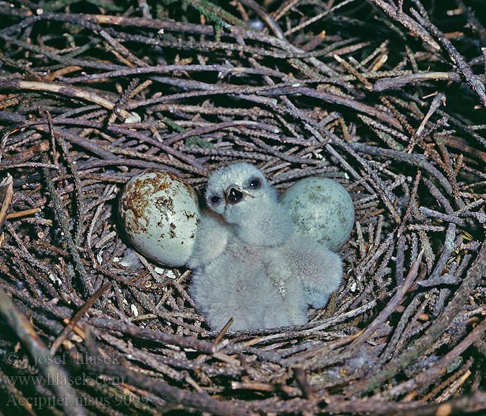 Accipiter nisus Krahujec lesní