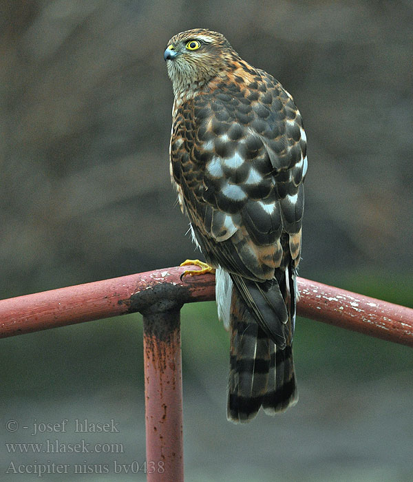 Accipiter_nisus_bv0438