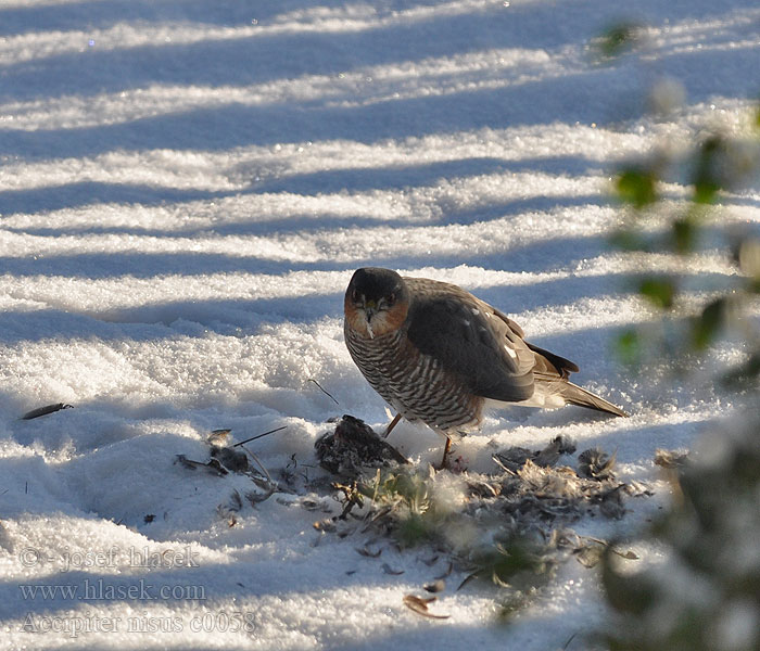 Accipiter nisus Sparrowhawk Sperber