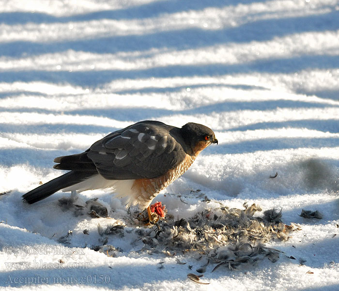 Accipiter nisus Gavilán Común Krahujec lesní