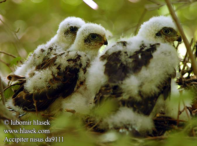 Accipiter nisus 雀鷹 Перепелятник ハイタカ الباشق 새매 Τσιχλογέρακο