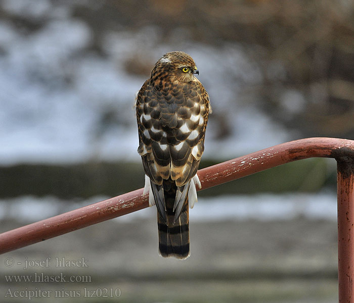 Accipiter nisus Spurvehøg Sperwer