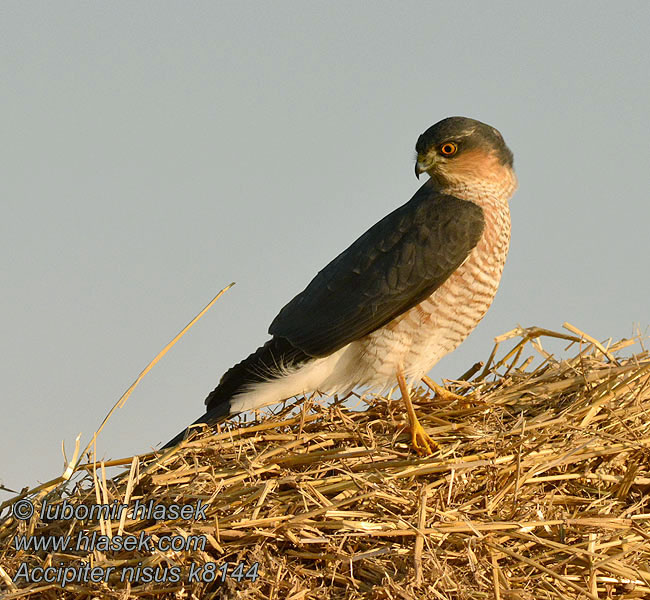 Accipiter nisus Varpushaukka Spurvehauk