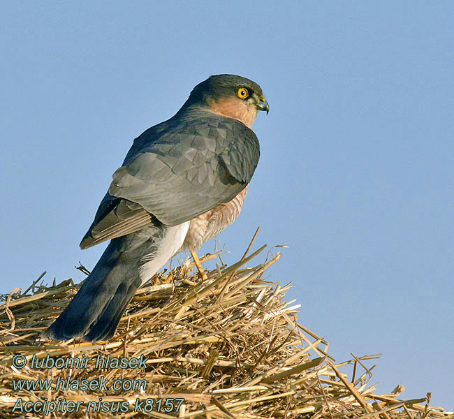 Accipiter nisus Sparvhök Перепелятник Ястреб-перепелятник