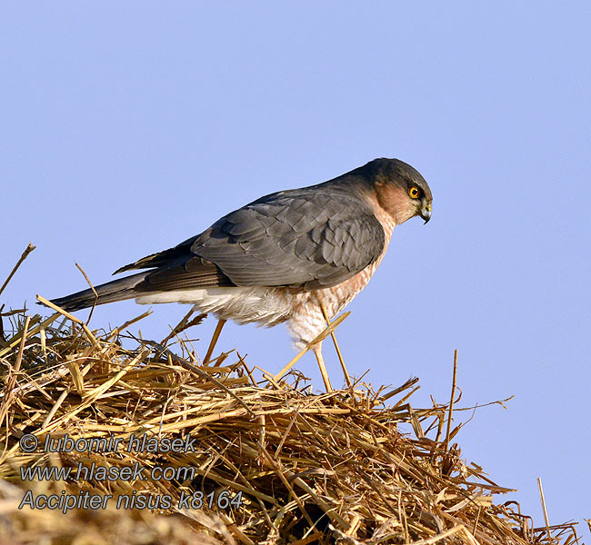 Accipiter nisus Малий яструб Atmaca נץ מצוי