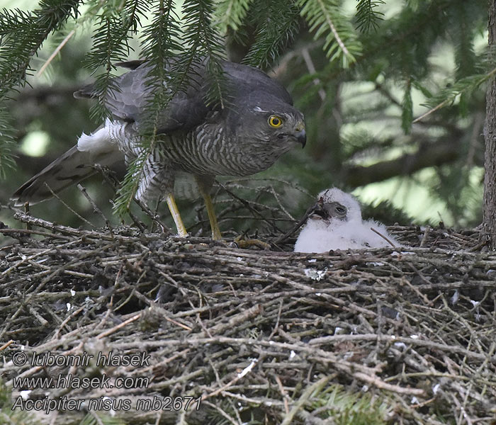 Accipiter nisus