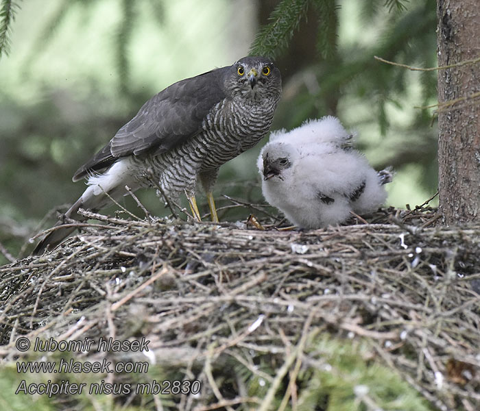 Sparrowhawk