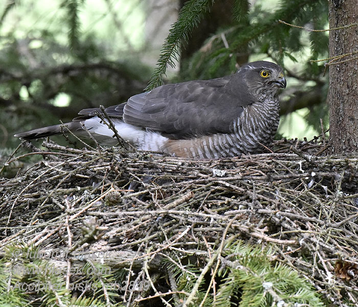 Sperber Accipiter nisus