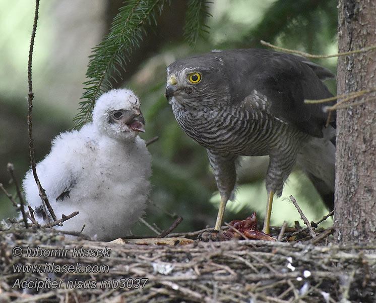 Epervier d'Europe Accipiter nisus