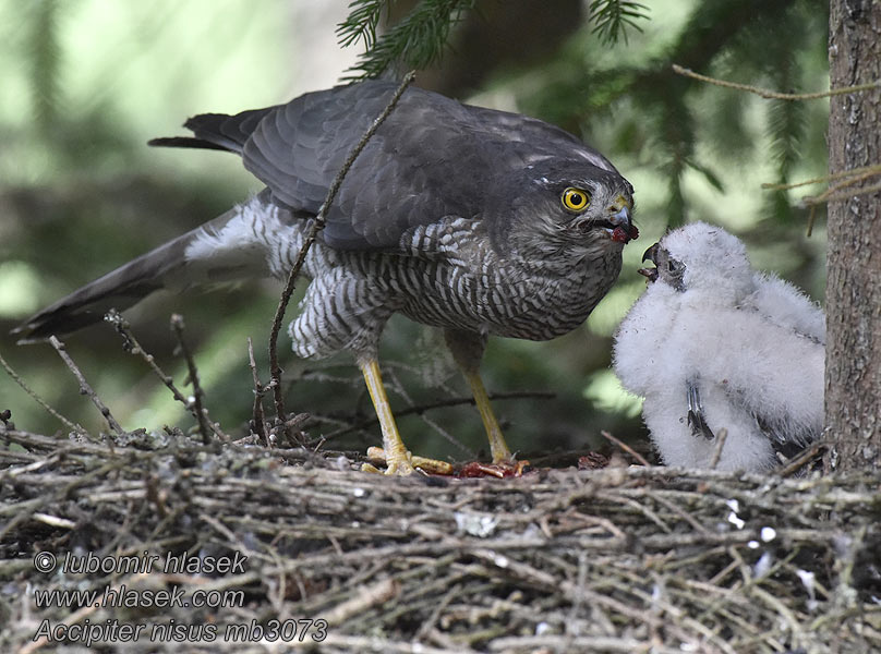 Gavilán Común Accipiter nisus