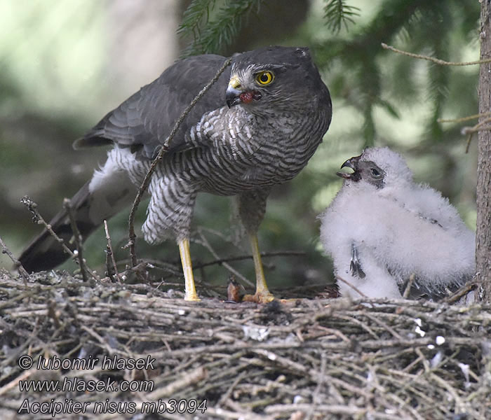 Krahujec lesní Accipiter nisus