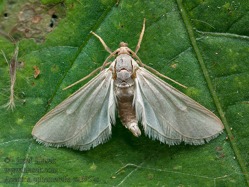 Uposkoisa Vandmøl Acentria ephemerella